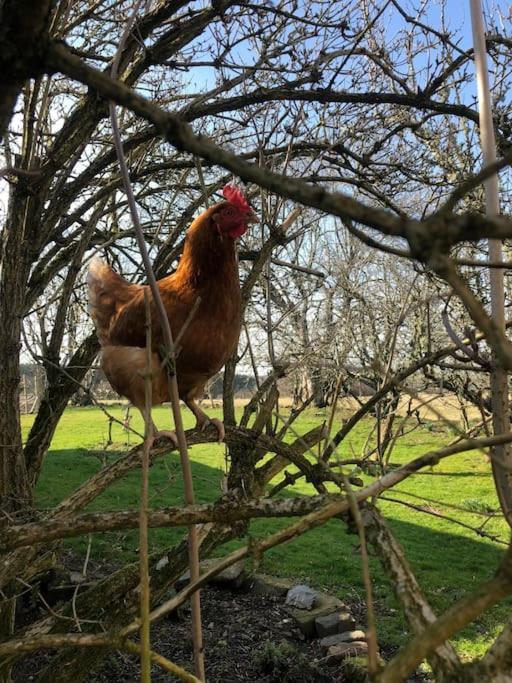 The Studio At Pitmeadow Farm Dunning エクステリア 写真
